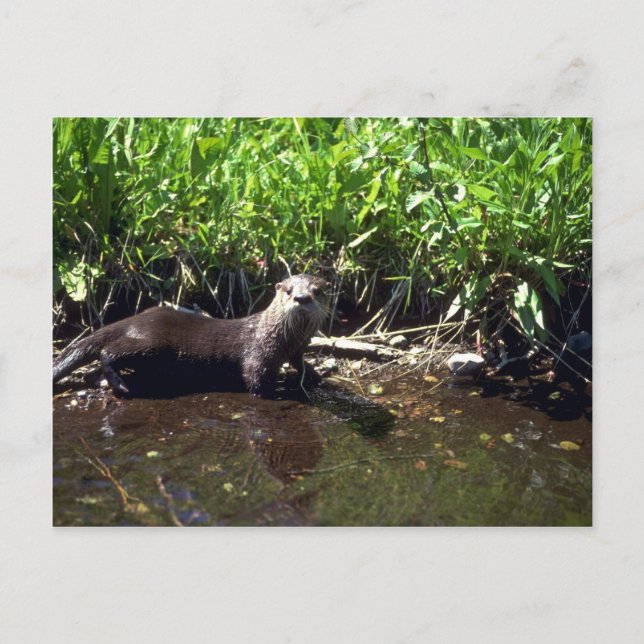 Postal Río Otter-verano (Anverso)