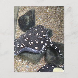 Postal Río Stingray # 14