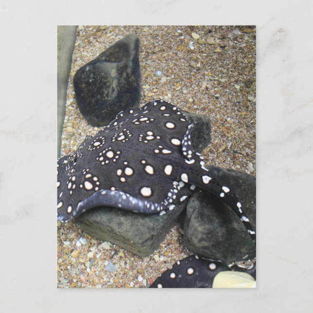 Postal Río Stingray # 14 (Anverso)