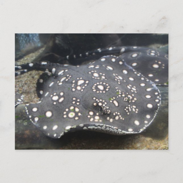 Postal Río Stingray # 15 (Anverso)