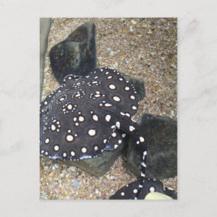 Postal Río Stingray # 3