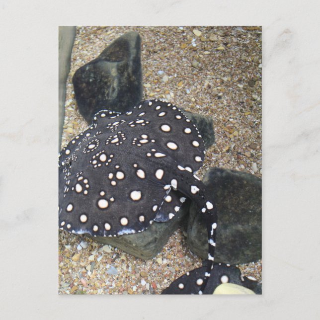 Postal Río Stingray # 3 (Anverso)