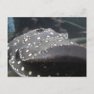 Postal Río Stingray # 7