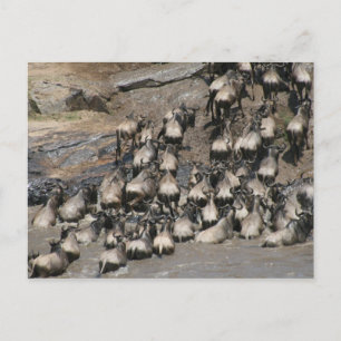 Postal río wildebeest mara