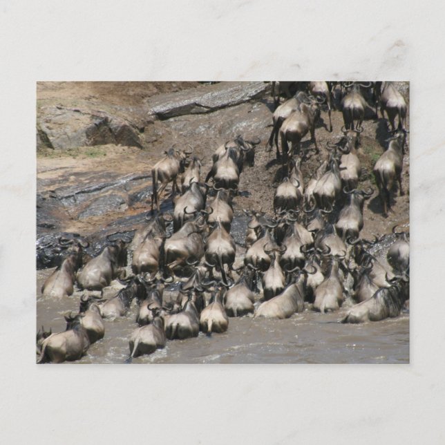 Postal río wildebeest mara (Anverso)