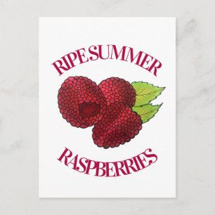 Postal Ripe Fresco Verano Rojo Raspberries Fruit Berry