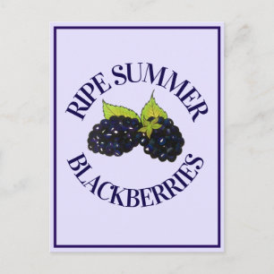 Postal Ripe Summer Blackberries Blackberry Berry Berries