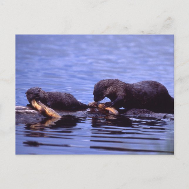 Postal River Otters Wildlife Series # 15 Postcard (Anverso)