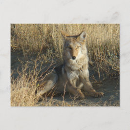 Postal RN15 Coyote Laying