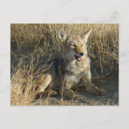 Postal RN18 Coyote Laying