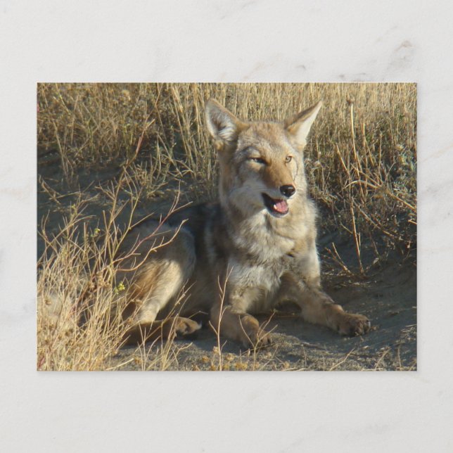 Postal RN18 Coyote Laying (Anverso)