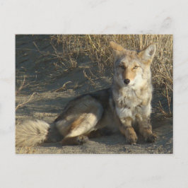 Postal RN19 Coyote Laying