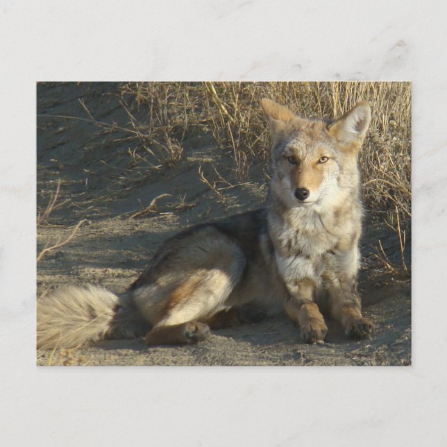 Postal RN19 Coyote Laying (Anverso)