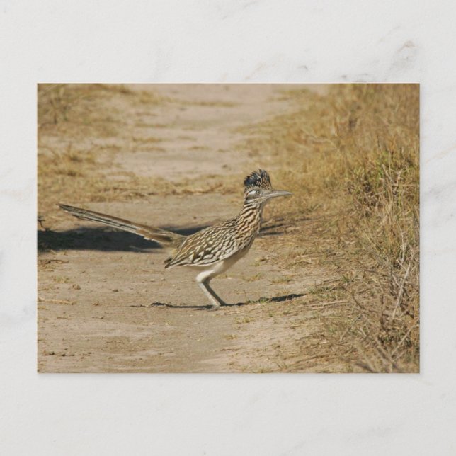 Postal Roadrunner (Anverso)