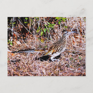 Postal Roadrunner Bird