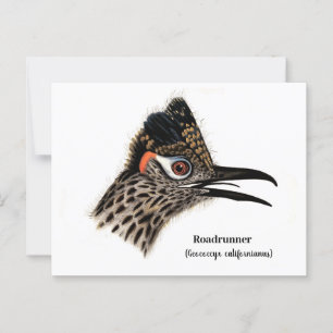 Postal Roadrunner (Geococcyx californianus)
