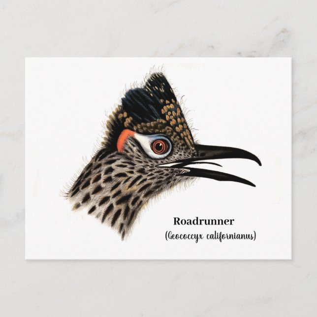 Postal Roadrunner (Geococcyx californianus) (Anverso)