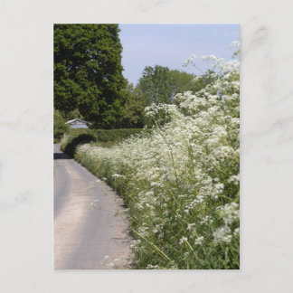 Postal Roadside Hedgerow Herefordshire