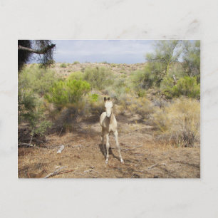 Postal Roaming Martinez Wash Young Horse