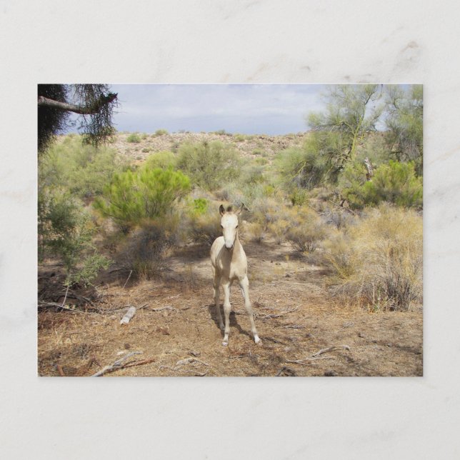 Postal Roaming Martinez Wash Young Horse (Anverso)