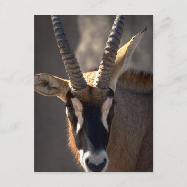 Postal Roan Antelope Head (Anverso)