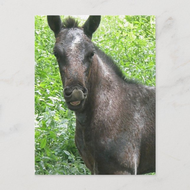 Postal Roan Colt (Anverso)