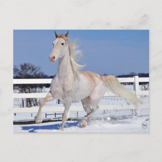 Postal Roan rojo en la nieve