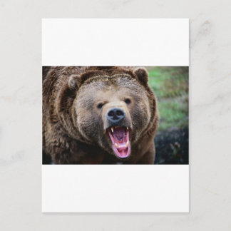 Postal Roaring Grizzly Bear