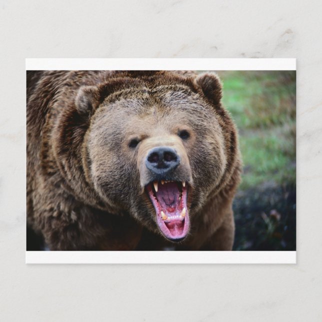 Postal Roaring Grizzly Bear (Anverso)