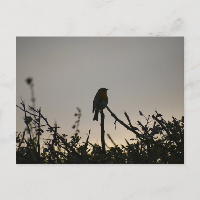 Postal Robin  (Anverso)