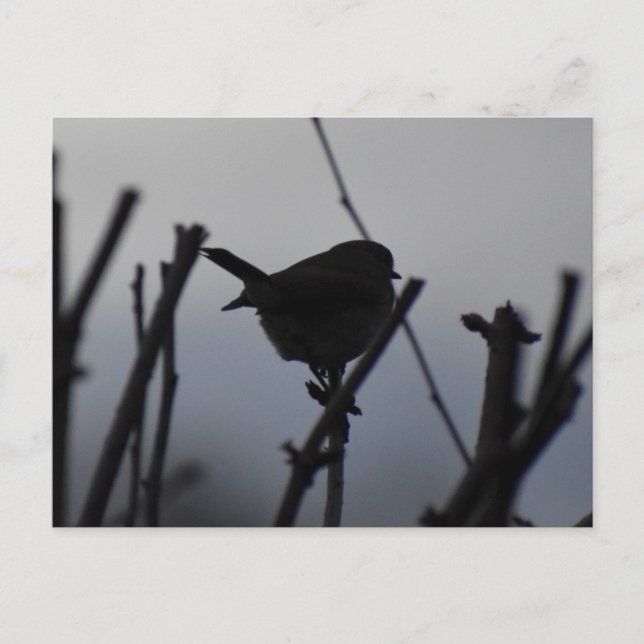 Postal Robin  (Anverso)