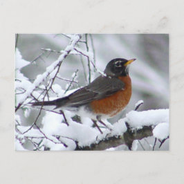 Postal Robin Bird Americana