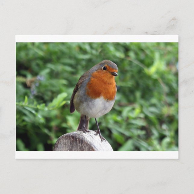 Postal Robin británico (Anverso)