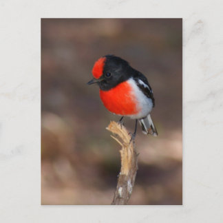 Postal Robin de gorro rojo