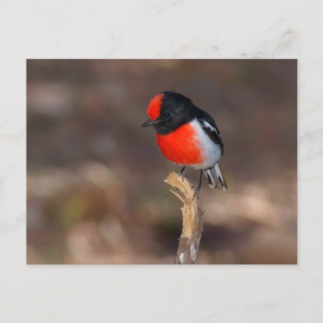 Postal Robin de gorro rojo (Anverso)