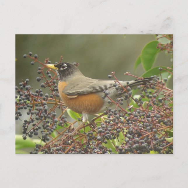 Postal Robin en Berries (Anverso)