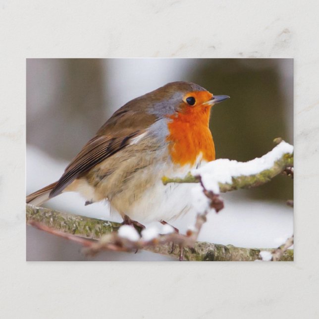 Postal Robin en invierno (Anverso)