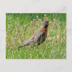 Postal Robin en la hierba y la luz del sol
