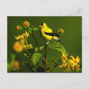 Postal Robin en Nest