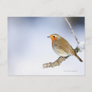 Postal Robin encaramado en una rama en invierno