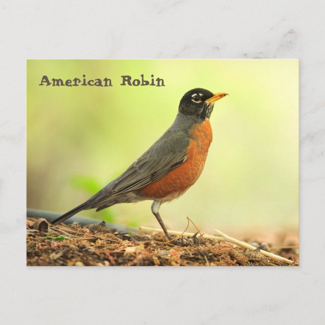 Postal Robin estadounidense (Anverso)