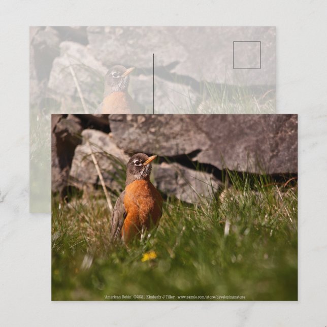 Postal Robin estadounidense (Anverso / Reverso)