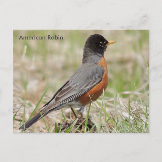 Postal Robin estadounidense (Anverso)