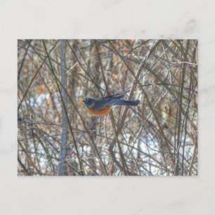 Postal Robin estadounidense
