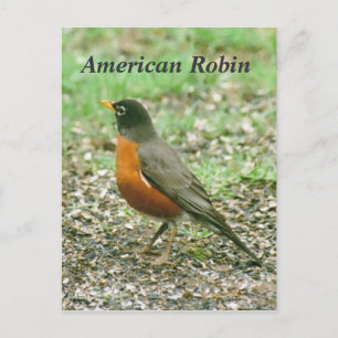 Postal Robin estadounidense