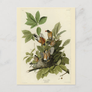 Postal Robin estadounidense de los pájaros de América de