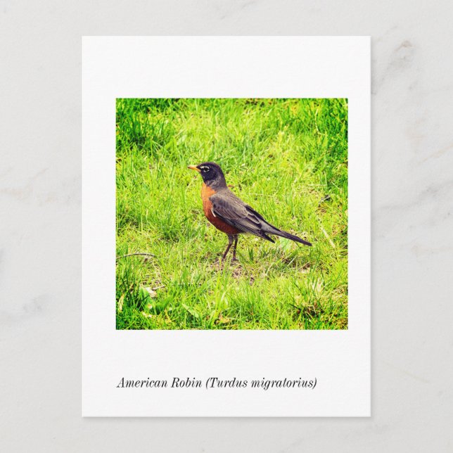 Postal Robin estadounidense (Turdus migratorius) (Anverso)