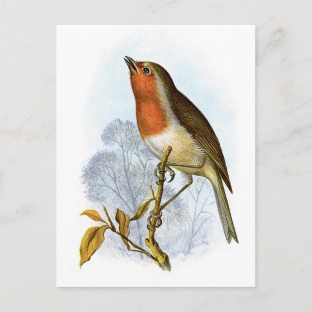 Postal Robin europeo - Erithacus rubecula (Anverso)