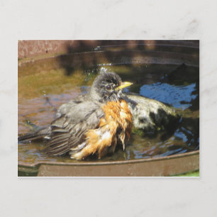 Postal Robin In Bird Bath