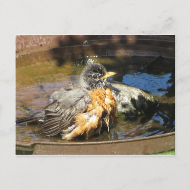 Postal Robin In Bird Bath (Anverso)